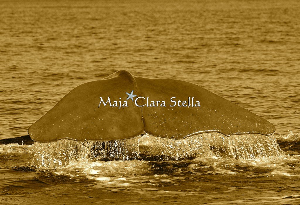 Maja Clara Stella